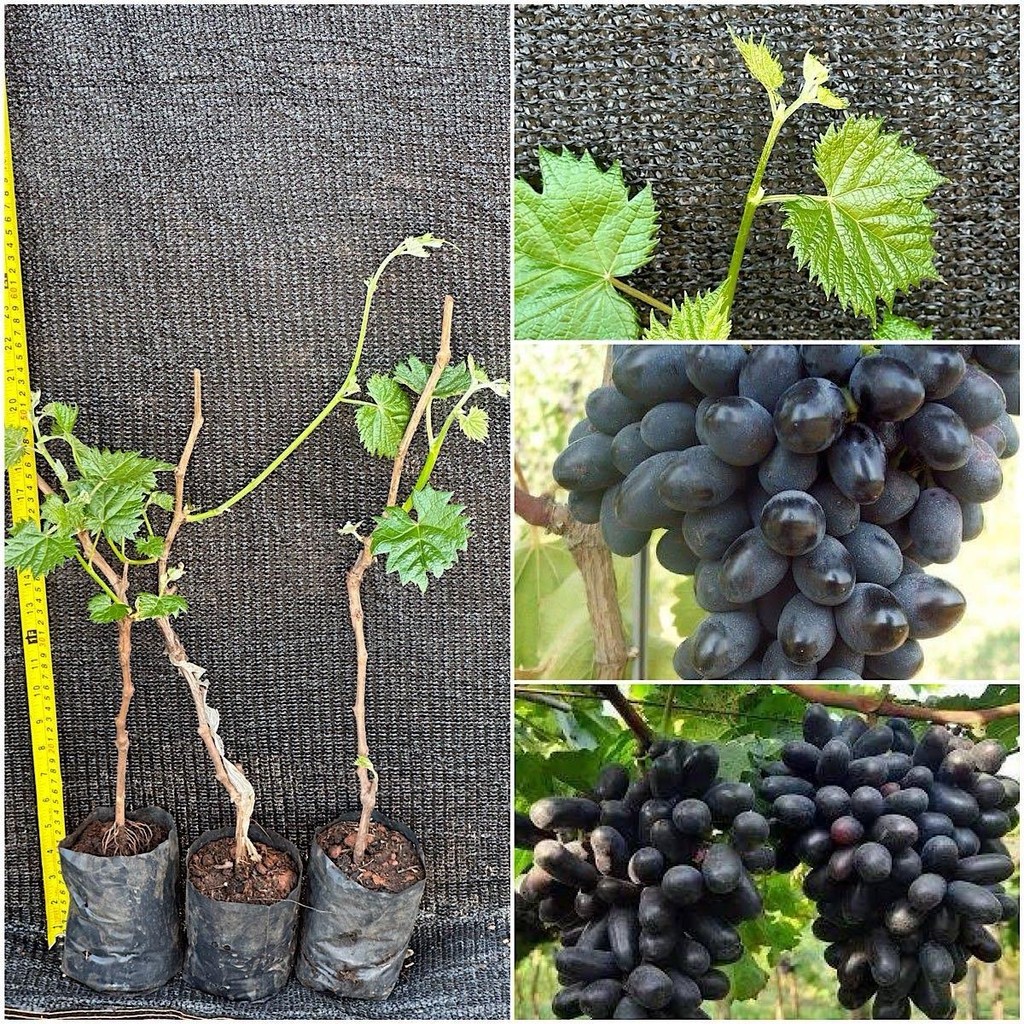 ชุด 3 ต้นองุ่น S48 เสียบยอดไร้เมล็ดให้ลูกใหญ่หวานอร่อย ปีละออกผล2-3 ครั้ง