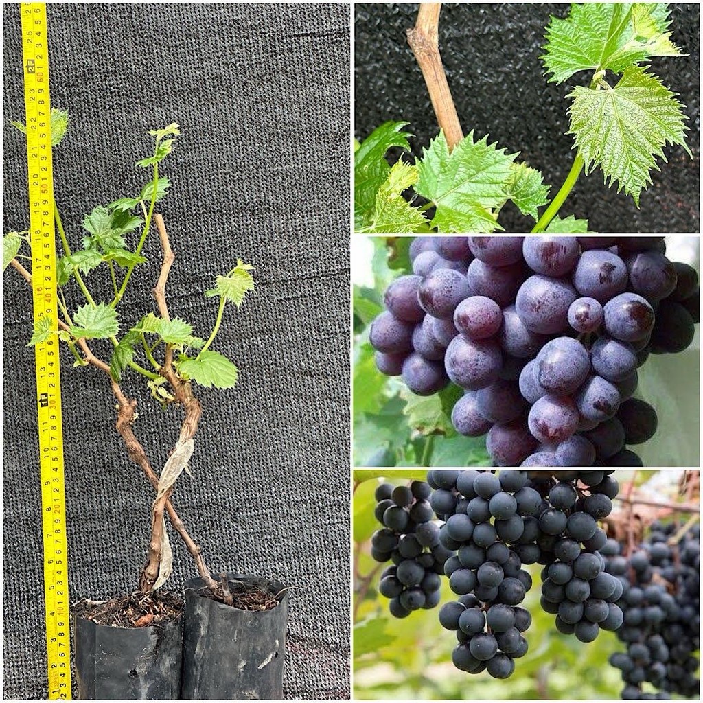 ชุด 2 ต้นองุ่นซุปเปอร์สวีทเสียบยอดไร้เมล็ดให้ลูกใหญ่หวานอร่อย ปีละออกผล2-3 ครั้ง