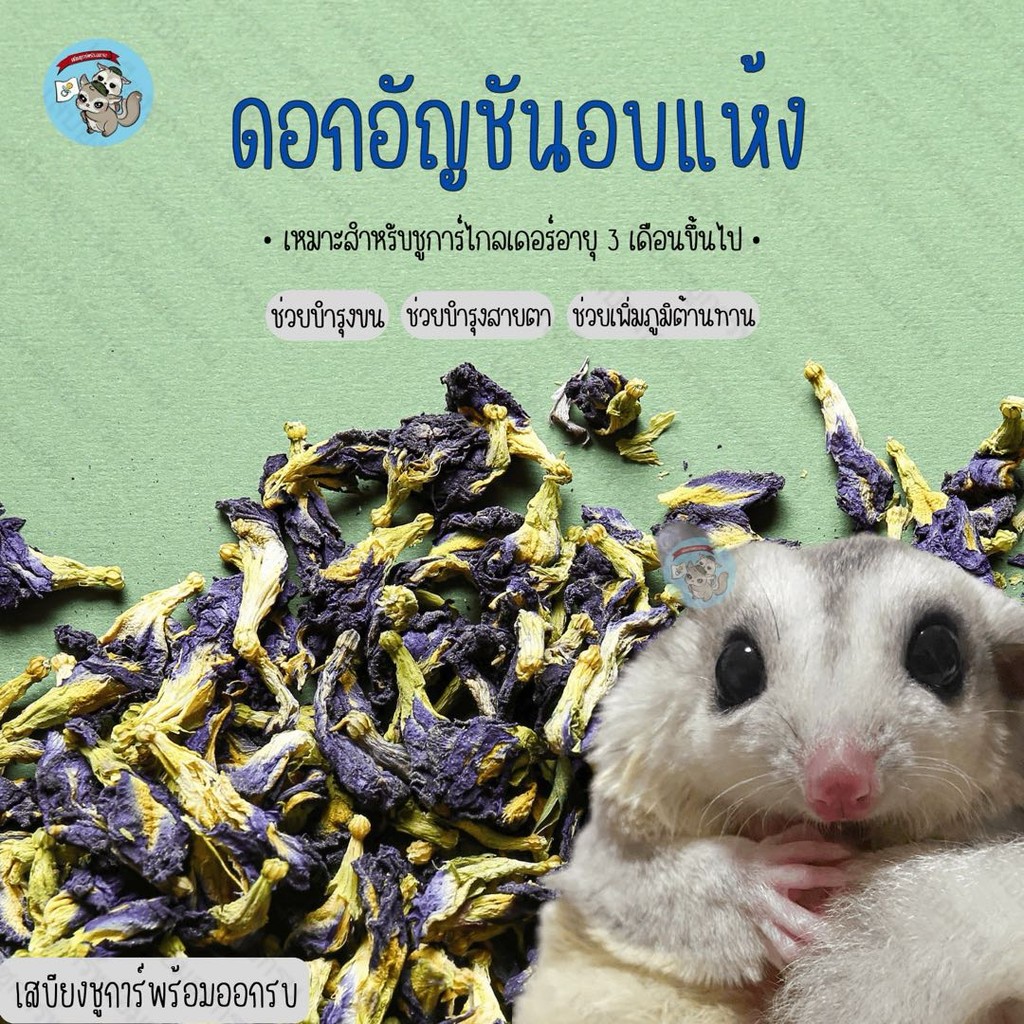 ( ดอกอัญชัน ) อัญชันอบแห้ง อันชัน อัญชัญ ขนม สัตว์เลี้ยง สัตว์เล็ก ชูการ์ กระรอก ดอร์เมาส์ แฮมสเตอร์ บุชเบบี้ มาโมเสท