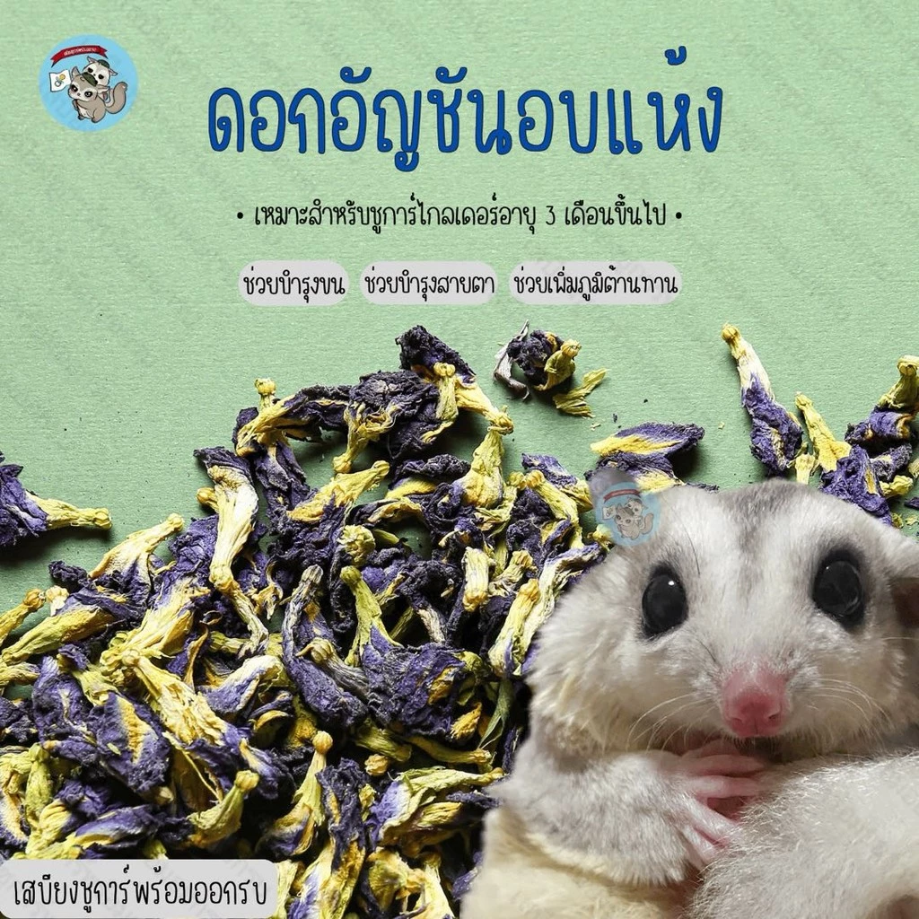 ( ดอกอัญชัน ) อัญชันอบแห้ง อันชัน อัญชัญ ขนม สัตว์เลี้ยง สัตว์เล็ก ชูการ์ กระรอก ดอร์เมาส์ แฮมสเตอร์ บุชเบบี้ มาโมเสท