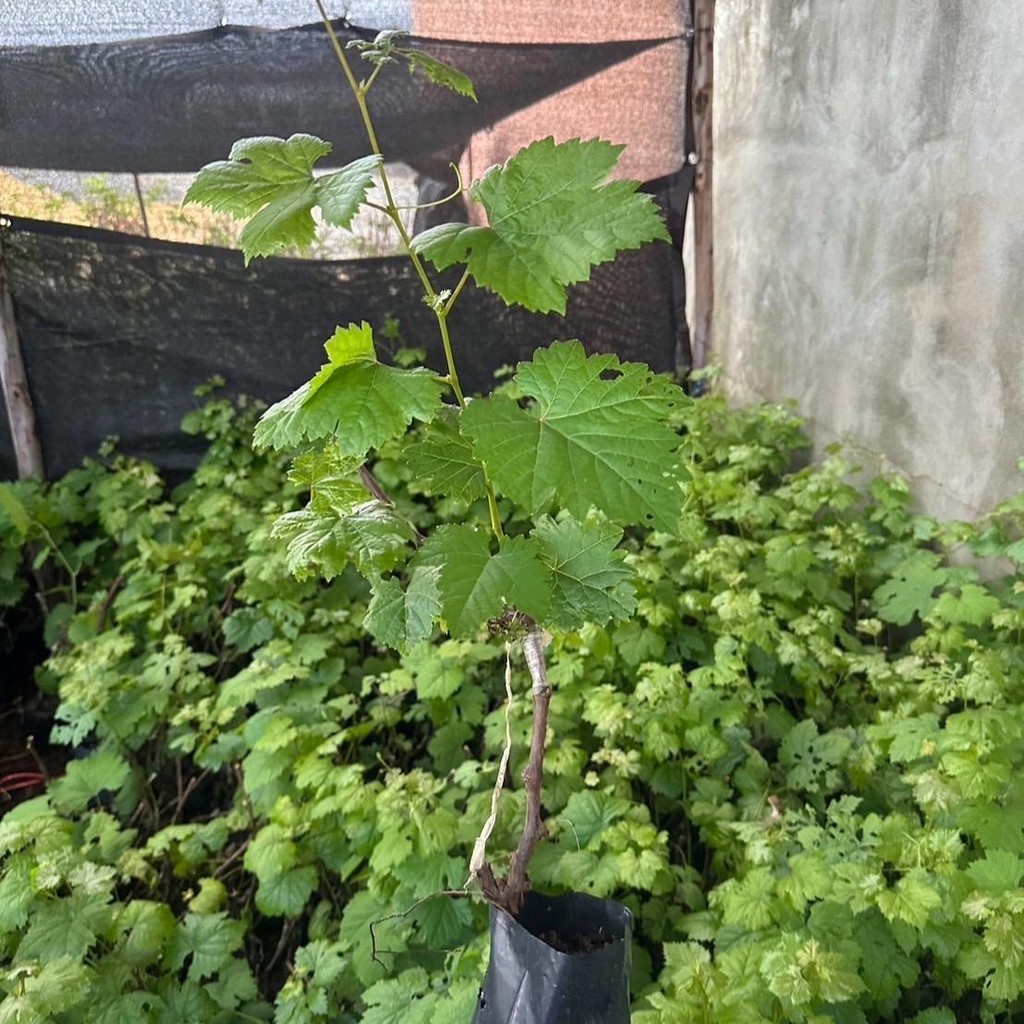 1 ต้นองุ่นนิ้วมือแม่มดเสียบยอดไร้เมล็ดให้ลูกใหญ่หวานอร่อย ปีละออกผล2-3 ครั้ง - รูปที่ 3