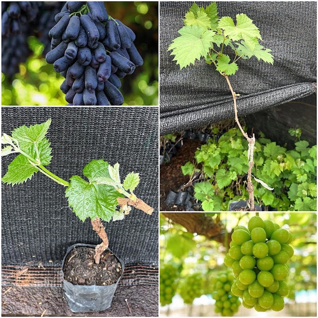 ชุด 2 ต้นองุ่นนิ้วมือแม่มดเสียบยอดและองุ่นไซมัสแคทเสียบยอดไร้เมล็ด