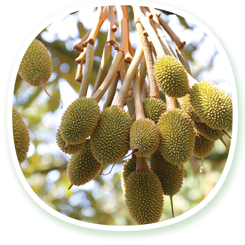 #ชุดบำรุงผลอ่อน  #ดวงตะวันเพชร ระยะติดผลช่วงลูกเล็ก ไข่นก ไข่ไก่ ( อะมิโนทุเรียน+ซูการ์บีท+ไฮพาวเวอร์เเคล+MIX-EDTA ) - รูปที่ 4