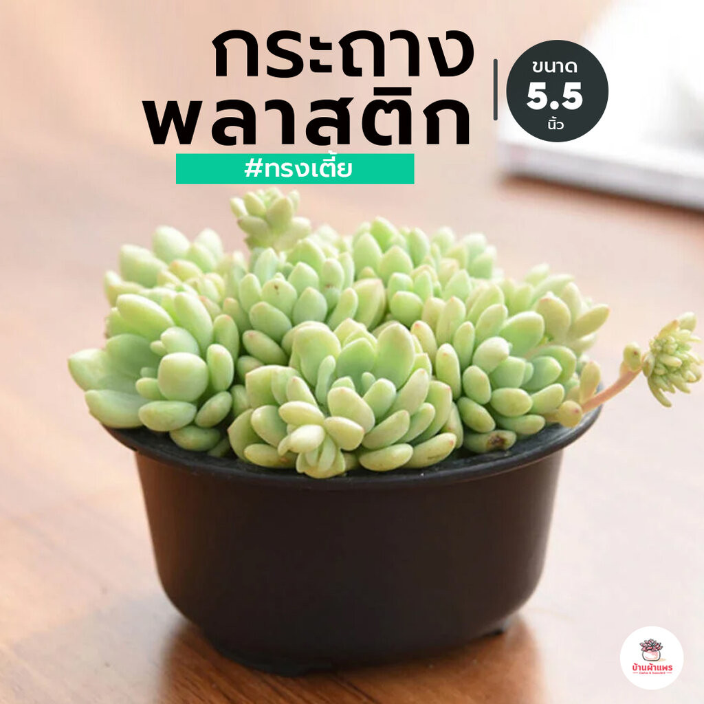 กระถางกลมทรงเตี้ย 5.5" #GD-2302 กระถางแคคตัส กระถางกระบองเพชร
