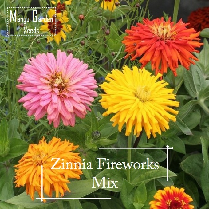  [จัดส่งฟรี]Fireworks Mix Colour Zinnia Seeds - 100 เมล็ด *กระถางที่เป็นมิตร* Tanam Pasu, Firework, 