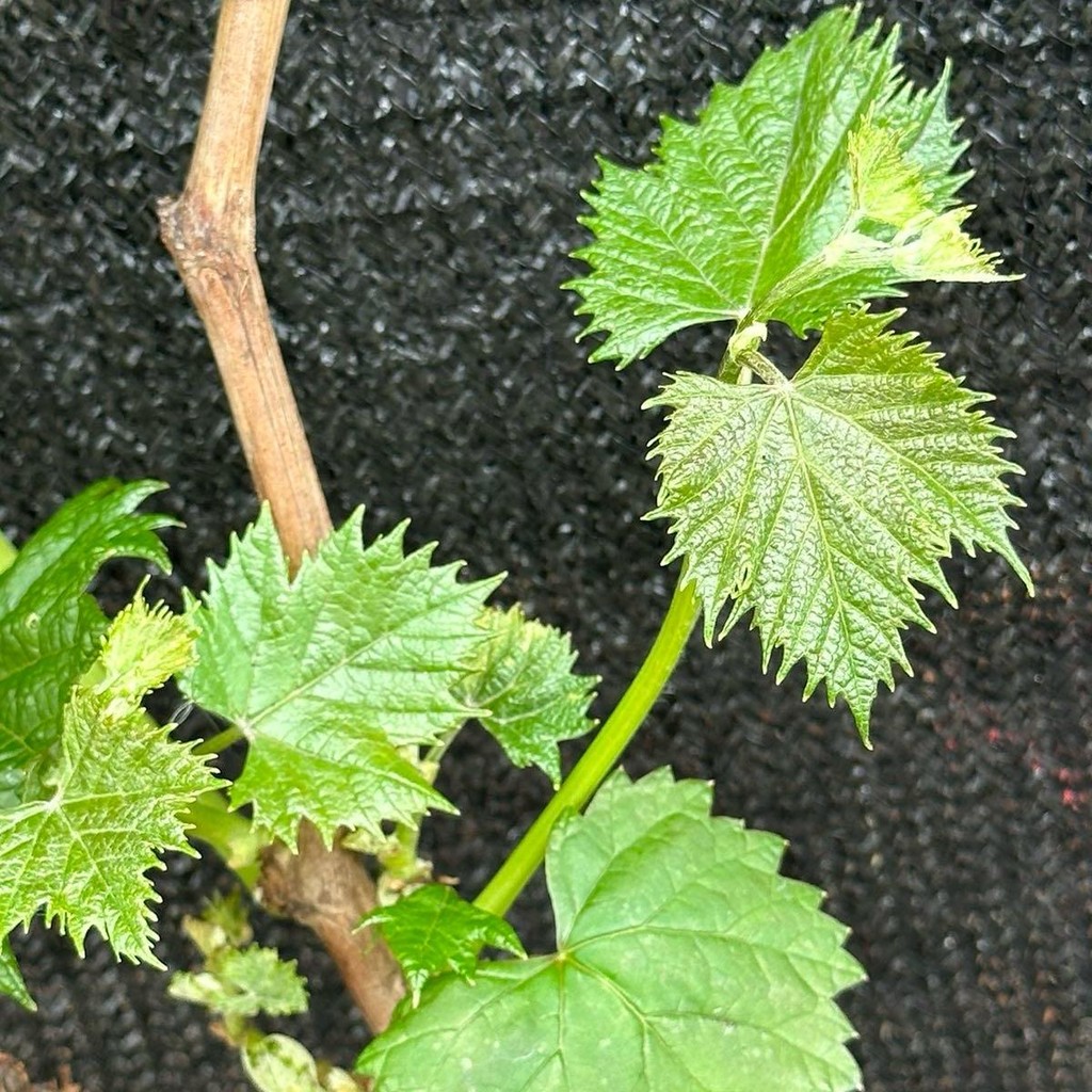 ชุด 2 ต้นองุ่นซุปเปอร์สวีทเสียบยอดไร้เมล็ดให้ลูกใหญ่หวานอร่อย ปีละออกผล2-3 ครั้ง - รูปที่ 4