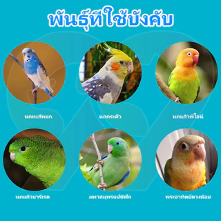 99PET อาหารสำหรับนก อาหารนกระดับพรีเมียม สารอาหารครบถ้วนหลากหลาย เหมาะสำหรับนกแก้วทุกประเภท