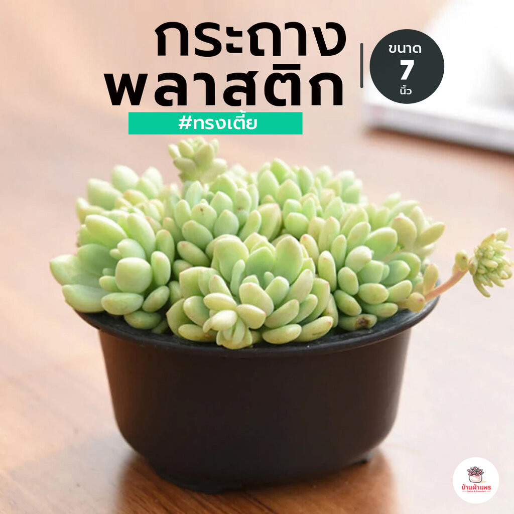 กระถางกลมทรงเตี้ย 7" #GD - 2303 กระถางแคคตัส กระถางกระบองเพชร