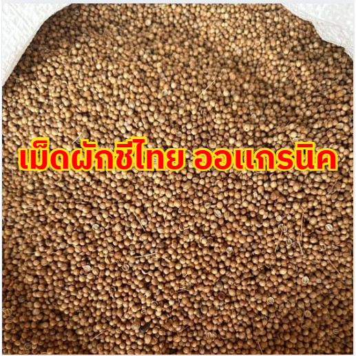 Qinna 1KG เมล็ดผักชี  เมล็ดผักชีเเห้ง เม็ดผักชี เมล็ดผักชี เมล็ดผักชีไทยCoriander seeds ผักชี ผักชีไ