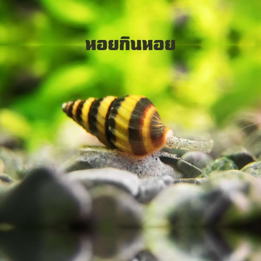 หอยกินหอย ช่วยกำจัดหอยรำคาญ ไม่อันตรายกับปลา (ASSASSIN SNAIL)