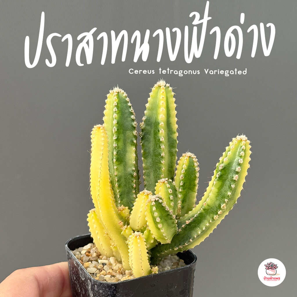 ปราสาทนางฟ้าด่าง Cereus tetragonus Variegated แคคตัส กระบองเพชร cactus&succulent
