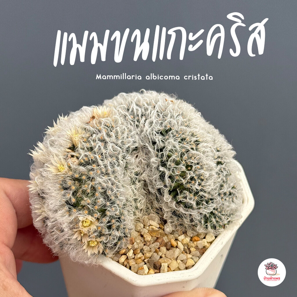 แมมขนแกะคริส Mammillaria albicoma cristata ไม้อวบน้ำ กุหลาบหิน cactus&succulentหลากหลายสายพันธุ์