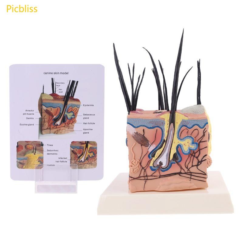 Picbliss Sick Dog Canine Skin Anatomical Model Veterinary Vet Anatomy Display สอน