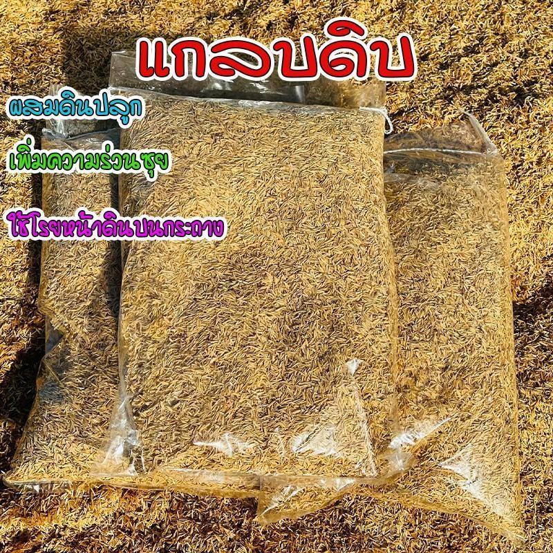 แกลบดิบ สำหรับผสมดินปลูก ช่วยเรื่องอุ้มน้ำ แกลบดิบ โรยหน้าดิน แกลบใหม่ 500-1000 กรัม