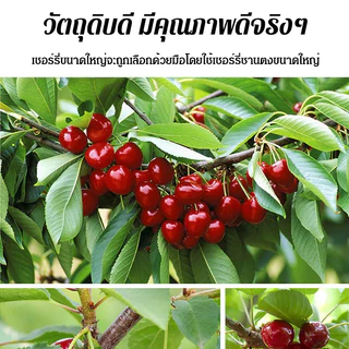 [รักษาโรคข้ออักเสบและโรคเกาต์]เชอร์รีอบแห้งคุณภาพสูง รสชาตินุ่มนวล เชอร์รี่คัดสรร ของว่างเพื่อสุขภาพ อบแห้งเชอร์รี่เชอร์รี่เย็นสด และผลไม้แห้ง