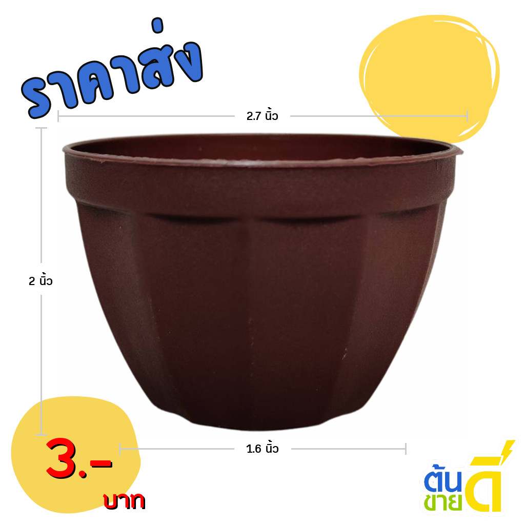 กระถาง กระถางแคคตัส กระถางมะเฟือง 2 นิ้ว สีโอ๊ค Bundle 50 ใบ ชิ้น อัน