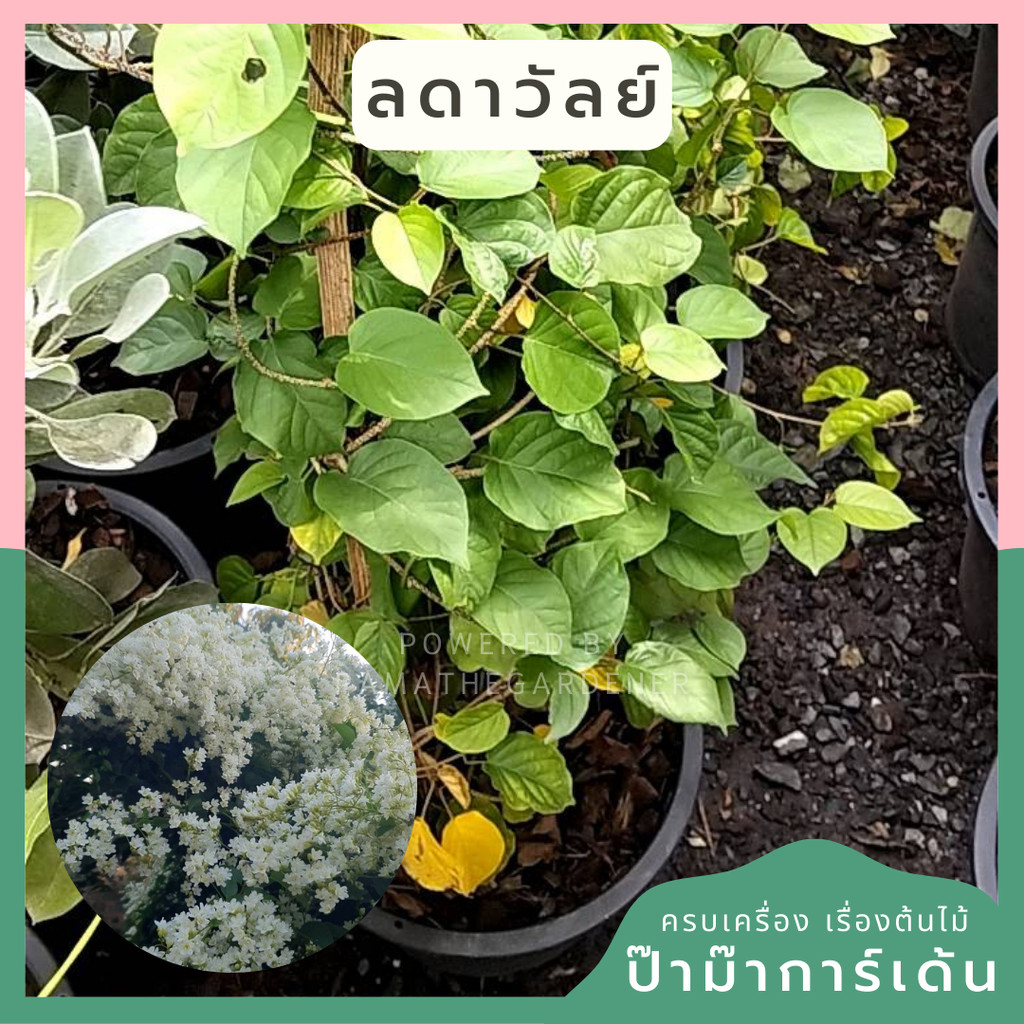 ต้นลัดดา ลดาวัลย์ ดอกสีขาว บานสะพรั่ง
