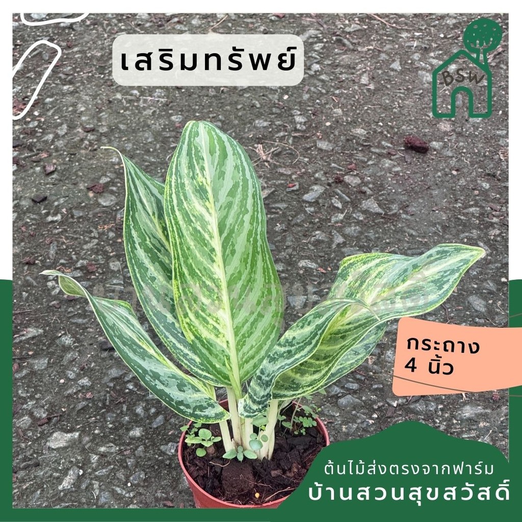 มุมมอง 4