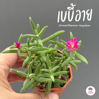 เบบี้อาย Drosanthemum Hispidum ไม้อวบน้ำ กุหลาบหิน แคคตัส กร…