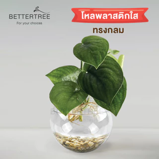 โหลพลาสติก ใส่ต้นไม้ไม้น้ำ เลี้ยงปลาได้