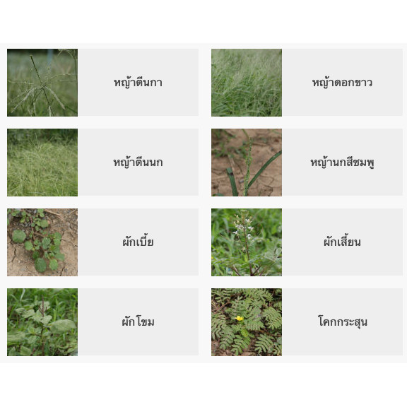 จูเลียส #คลีโทดิม 500 ซีซี ใช้กำจัดวัชพืชใบแคบหลังงอก เช่น หญ้านกสีชมพู หญ้าข้าวนก #คลีโทดิม