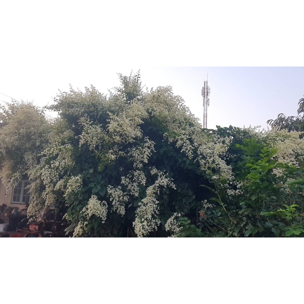 มุมมอง 4