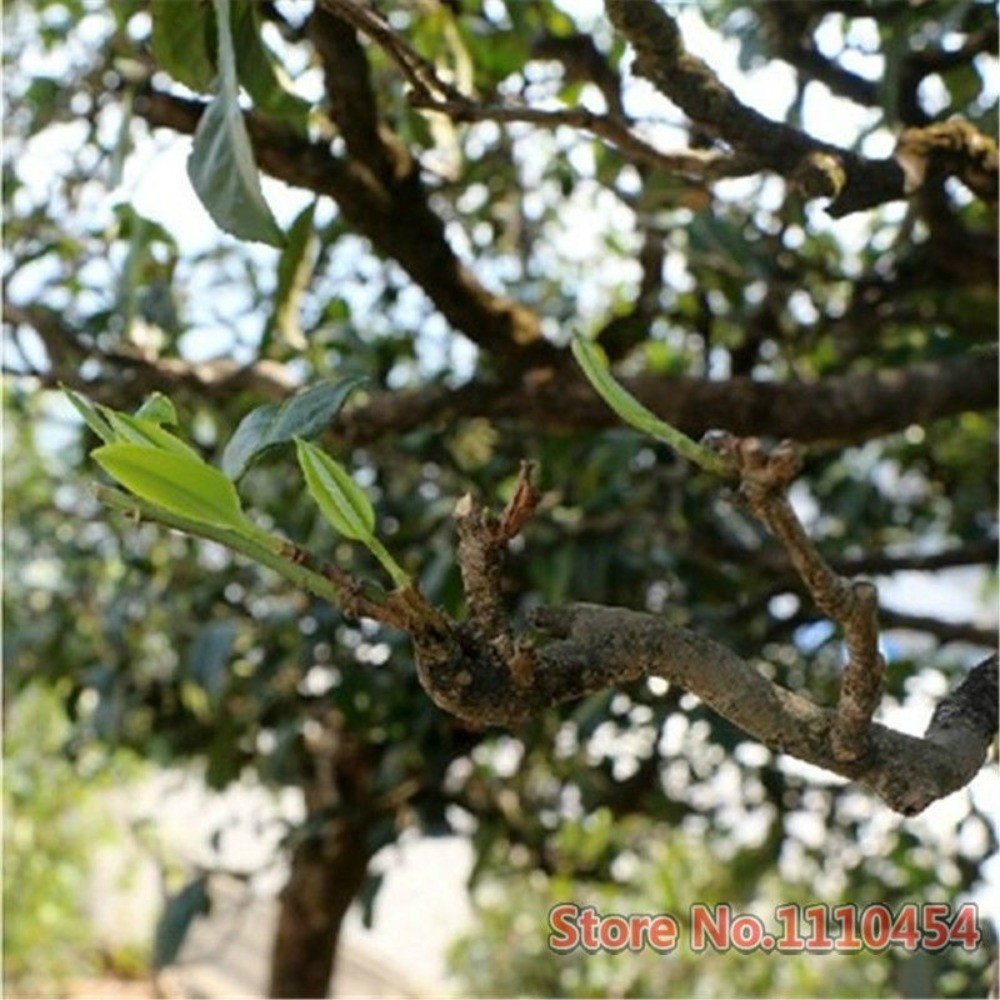 357g ชา Puerh สีดําพรีเมี่ยม Puerh สุกจากยูนนานอาหารสีเขียวบริสุทธิ์คุณภาพ Supreme - รูปที่ 6