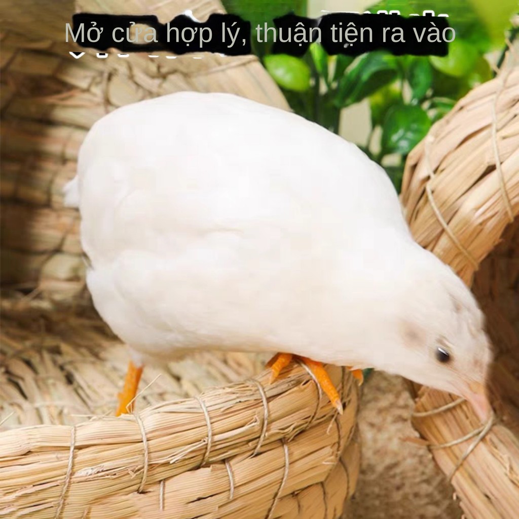 นกกระทา Nest Rutin Chicken Nest Rutin Chicken Nest สีดําเขานกกระทา Nest Rutin รังไก่สําหรับวางรังไก่