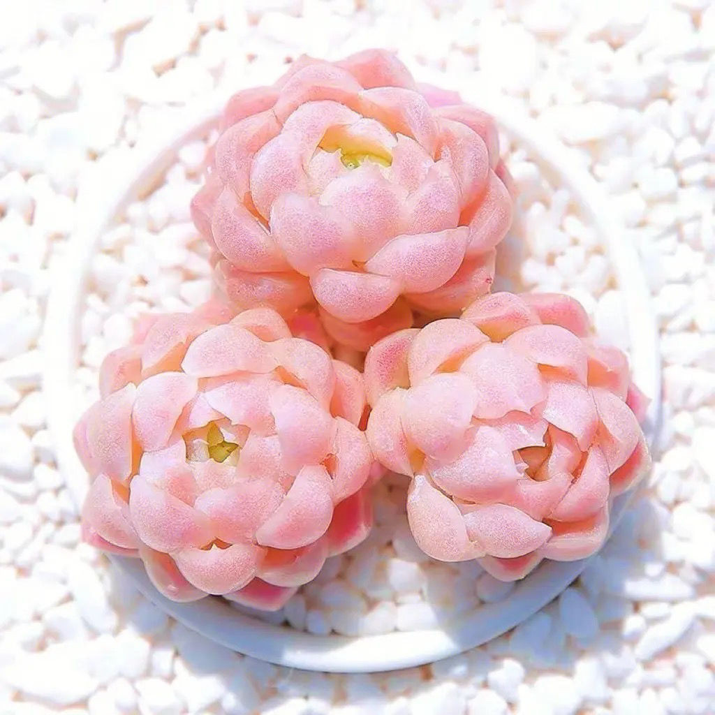 Caiyun Succulent Live Broadcast Room Lottery Link การจัดส่งยูนนาน Kunming