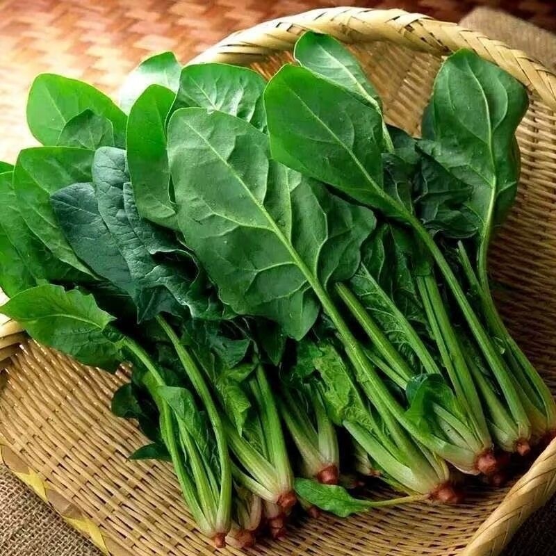 Spinach Green 100 เมล็ดพั | ปลูกง่าย ดูแลน้อย โตไว เก็บใบสดกรอบได้เรื่อยๆ