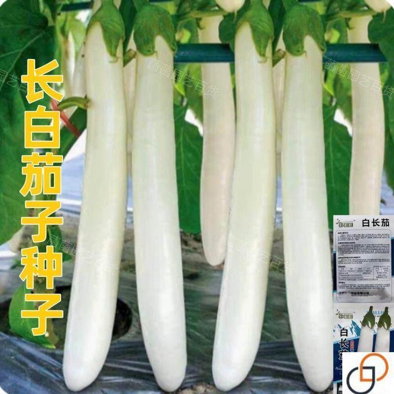 现货热卖白玉茄早熟高产白长茄子种籽皮薄肉厚白色茄子农家特色蔬菜籽white jade eggplant early-maturing high-yield white long eggplant se
