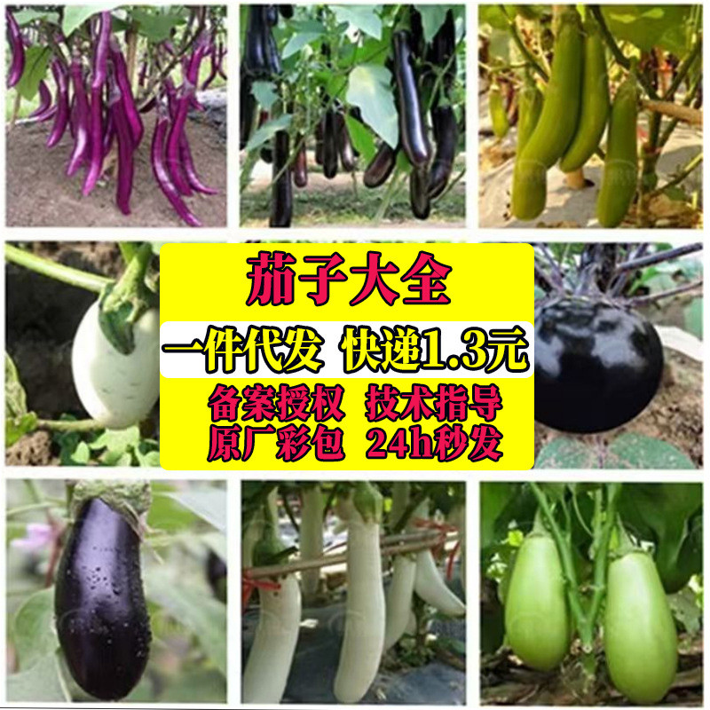 现货热卖茄子大全紫长茄绿罐茄白龙长茄烧烤茄子圆茄竹丝茄春季播种Eggplant Collection: Purple Long Eggplant, Green Canned Eggplant, Whi