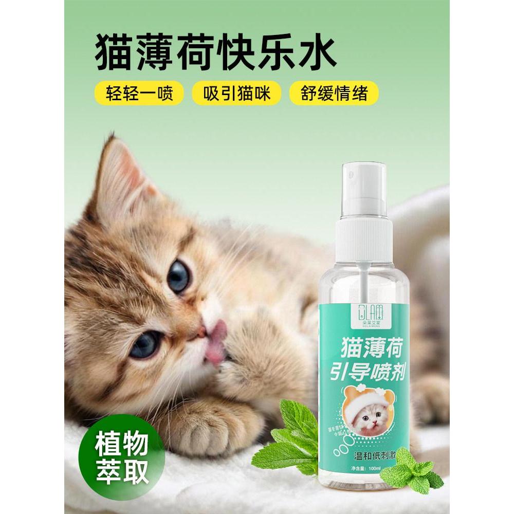 Cat Happy Water Induces Cat God20260409