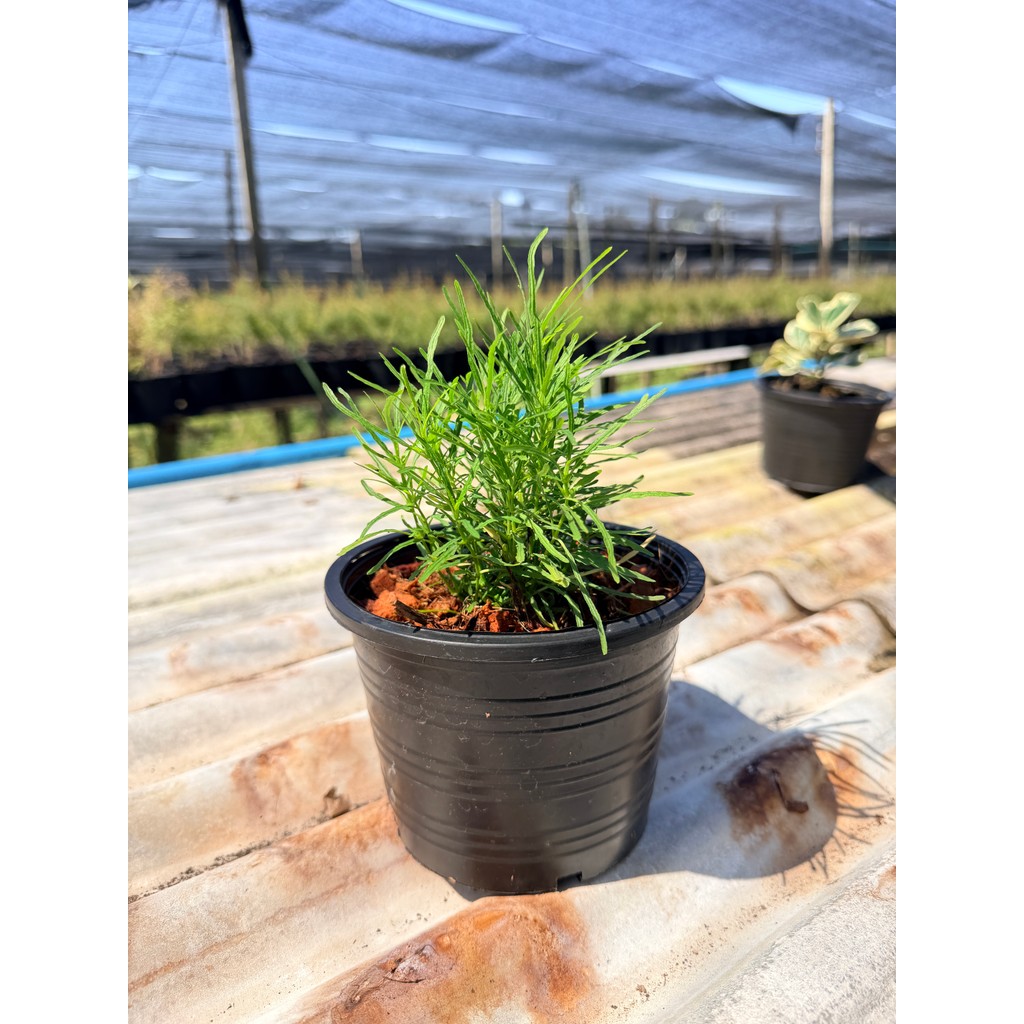 มุมมอง 2