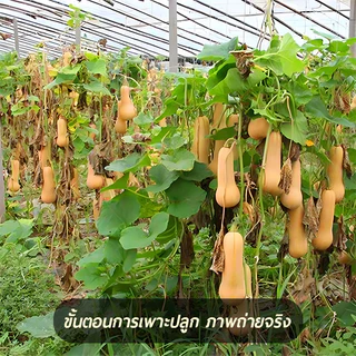 ฟักทองอาร์เจนตินา🎯เมล็ดฟักทองบัตเตอร์นัท 10 เมล็ด🍀ปลูกง่าย📌รสหวาน🧀มัน👍อร่อยมาก☘️ลูกดก