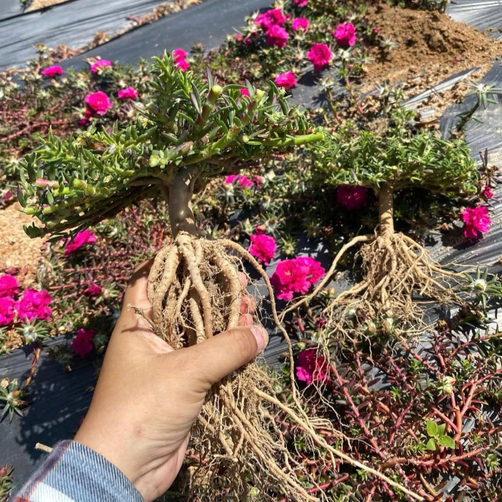 Ten Oclock Flower Root บอนไซรากใหญ่และสวย (10 ดอกนาฬิกา)