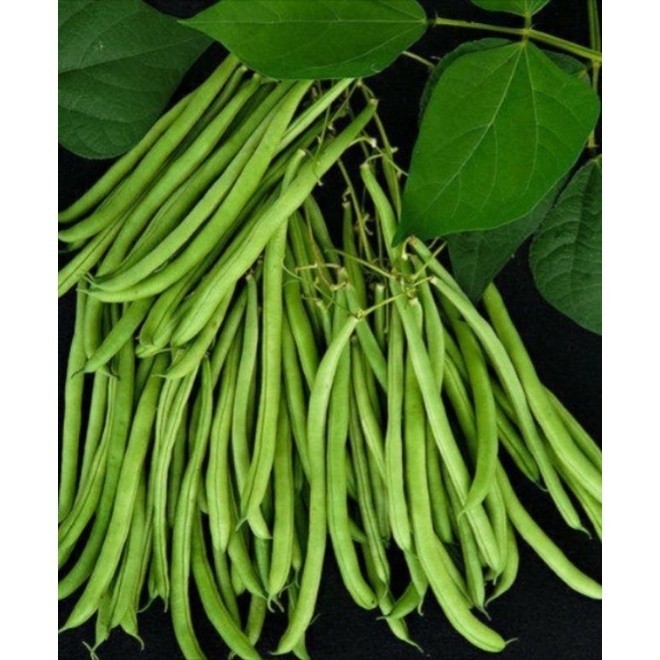 เมล็ดพันธุ์ถั่วแขกฝรั่งเศส 10 เมล็ด | โตเร็ว เก็บฝักสดได้เร็ว ปลูกง่ายในกระถางหรือสวน ใช้ทำอาหารได้ภายในระยะเวลาไม่นาน