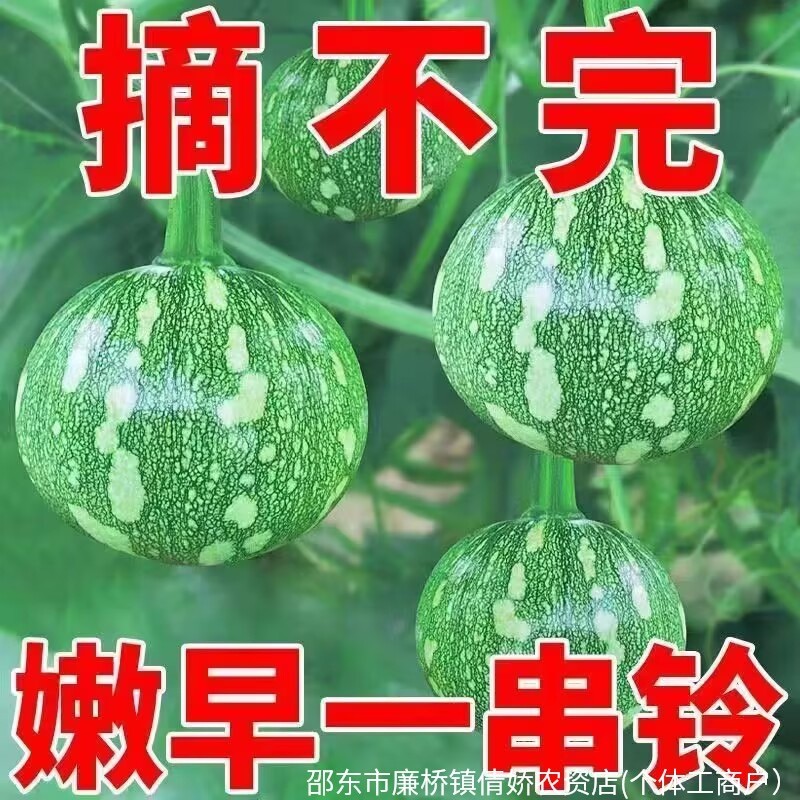 现货热卖早熟嫩南瓜种子一串铃小南瓜种籽花皮小青瓜农家田园蔬菜种子春秋Early-maturing tender pumpkin seeds, ‘Yi Chuan Ling’ small pumpkin