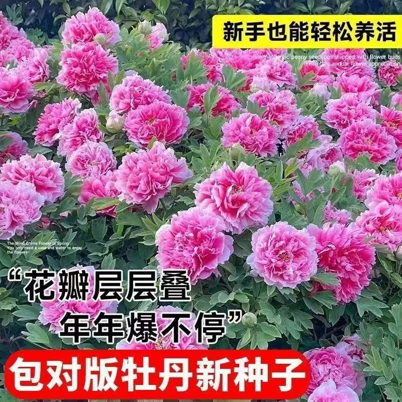 Double Petal Peony Seed Peony Flower Seed Flower Seed Outdoor Potted Flower Plant ระเบียง Courtyard 