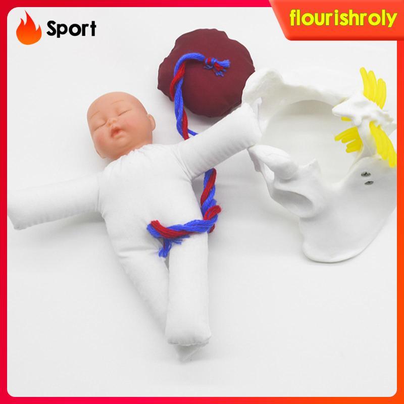 [Flurish] โมเดล Pelvis หญิงสาวของมนุษย์ Childbirth , Mini Female Pelvis Model for Study Teaching Dis