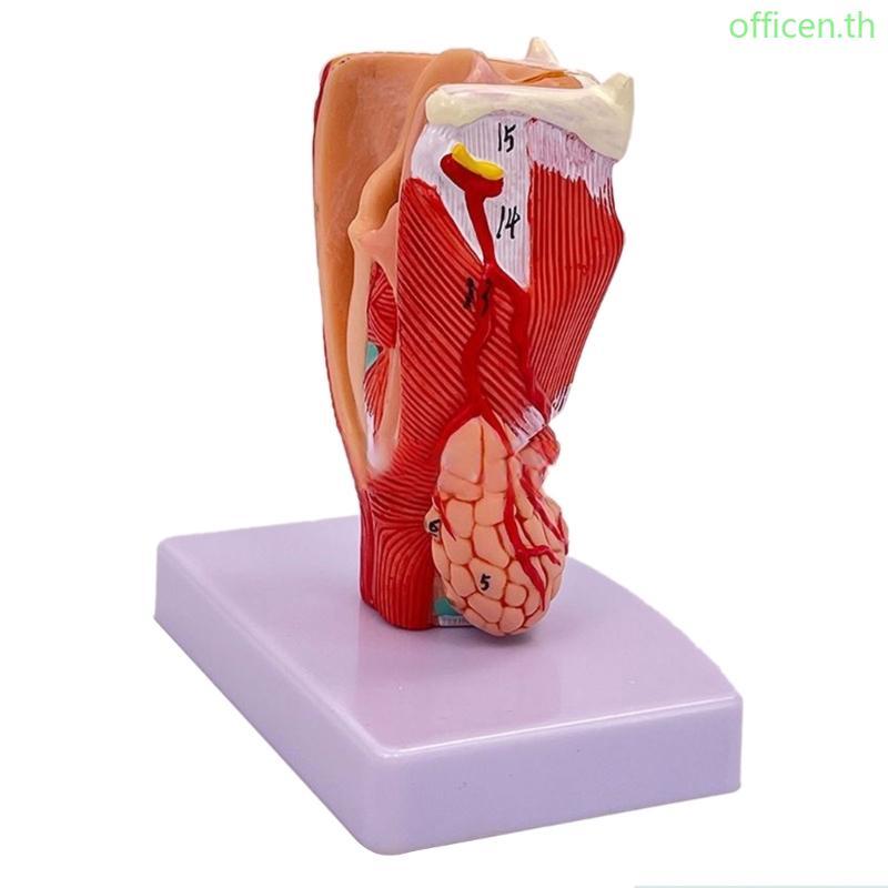Cen Human Throat Anatomy Model Life Size Throat Anatomy Model สอน