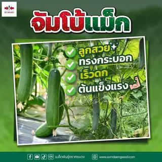 เมล็ดพันธุ์ แตงร้าน จัมโบ้แม็กซ์ ขนาด 100 กรัม ตราศรแดง ลูกสวย ทรงกระบอก กรอกถุงง่าย ปลูกได้ทุกพื้นที่ และทุกฤดู