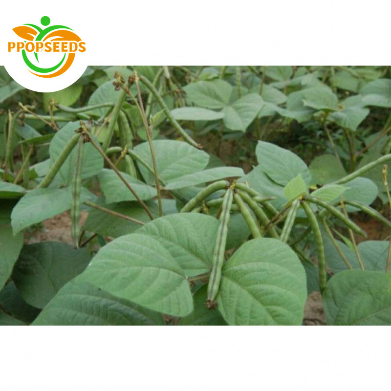 Mung Beans Seeds 20seeds Germinated Green Beans Green Beans for Making Snacks, Green Beans-PPOP SEED
