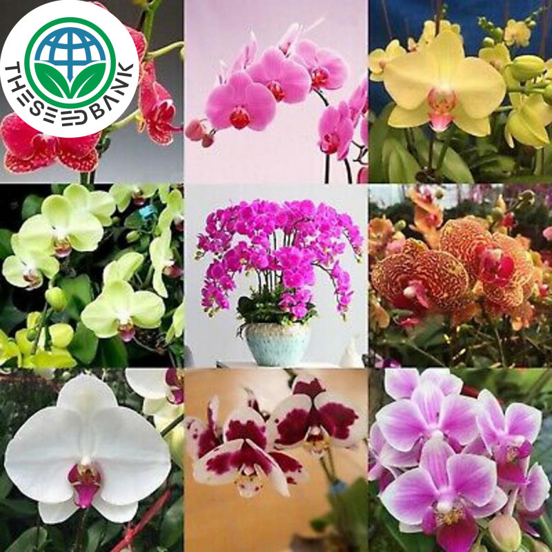 50pcs/pack Mix Phalaenopsis Orchid Seeds for Planting Flowers  Butterfly Orchid Flower Seeds for Gar
