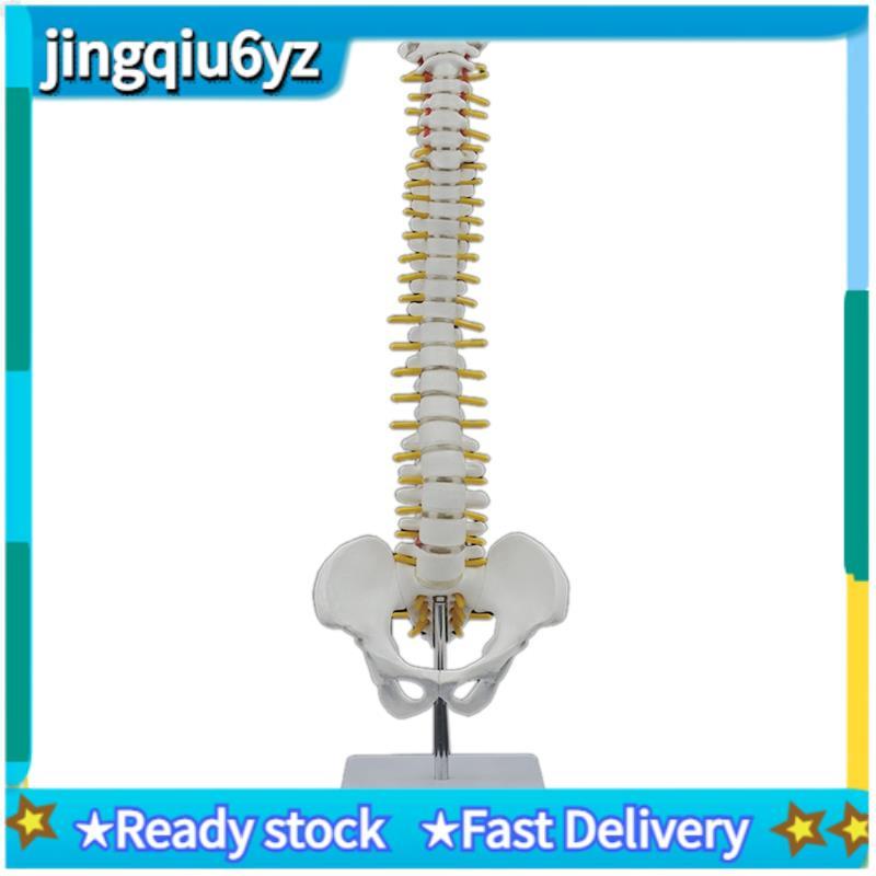 J&U45 ซม.กระดูกสันหลังมนุษย์ที่มีแบบจําลองกระดูกเชิงกรานของมนุษย์กระดูกสันหลังกายวิภาคศาสตร์รุ่นคอลั