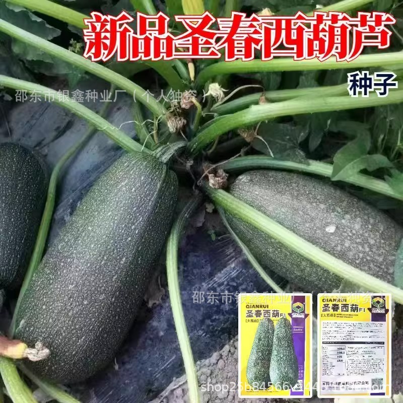 *现货*圣春西葫芦F1种子西葫芦籽水果种子原装四季蔬菜种子大全菜种子Shengchun Zucchini F1 Seeds Zucchini Seeds Fruit20260408