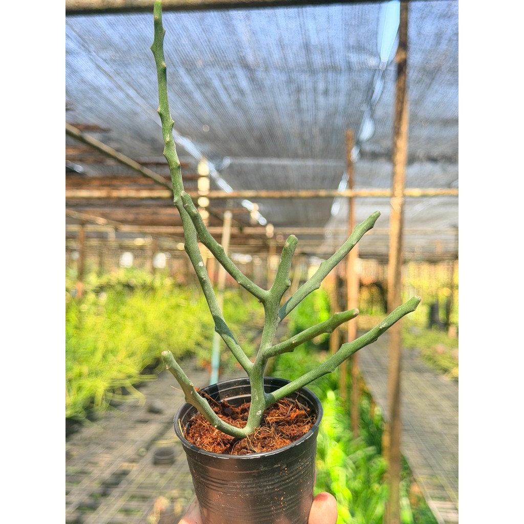 มุมมอง 6