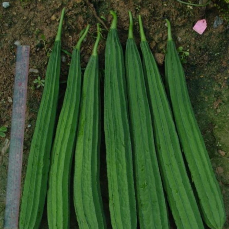 ซุ้มครัวเก็บได้เรื่อยๆ! บวบเหลี่ยม 10 เมล็ด | เลื้อยเร็ว ปลูกง่ายกลางแจ้ง ผลผลิตต่อเนื่องสำหรับครัวบ้าน - รูปที่ 3