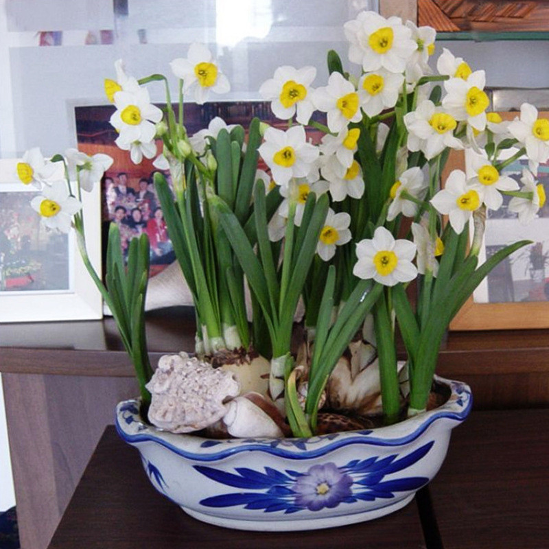 พร้อมสต็อกการจัดส่งที่รวดเร็ว Narcissus Flower Planting Ball Hydroponic Indoor Potted Flower Seed Ea