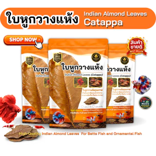 ใบหูกวางแห้ง คัดเกรดพรีเมียม ใบใหญ่ เรียบ สะอาด สำหรับปลากัดและปลาสวยงาม (บรรจุ 10 ใบ / 20 ใบ)